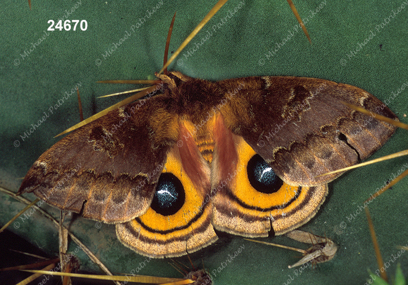 Io Moth (Automeris io)